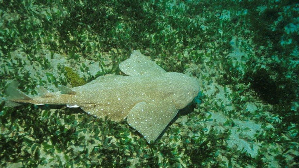 Angel Shark.