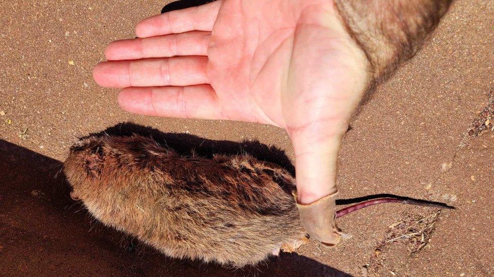 A rat as long as an a man's palm