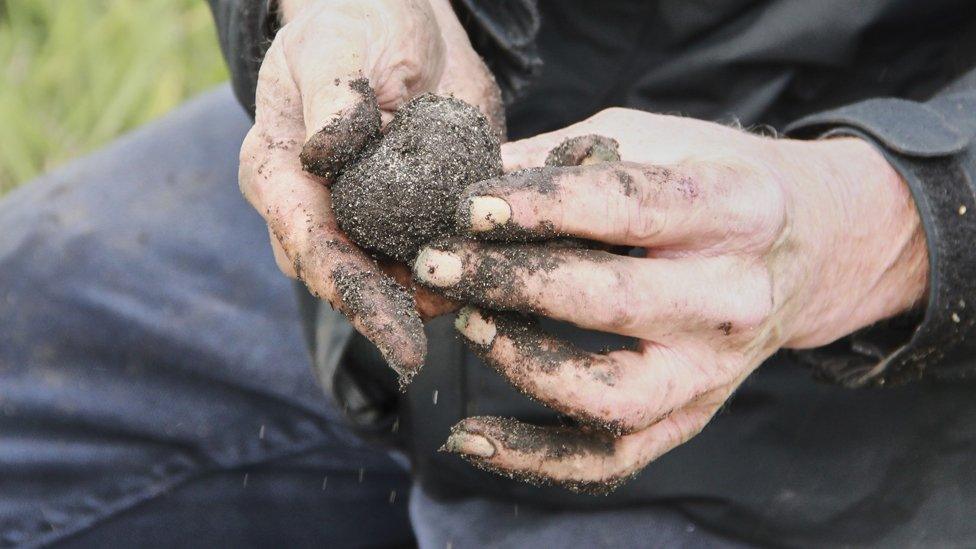 A black truffle after it has been pulled from the ground