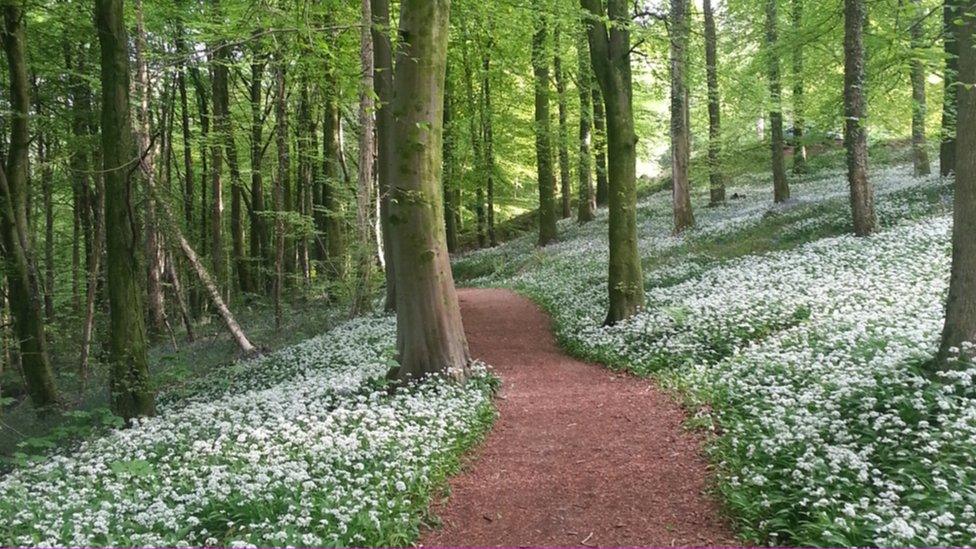 Wild garlic growing at Fforest Fawr, Caerphilly.