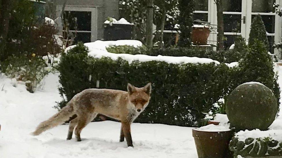 Fox in the snow