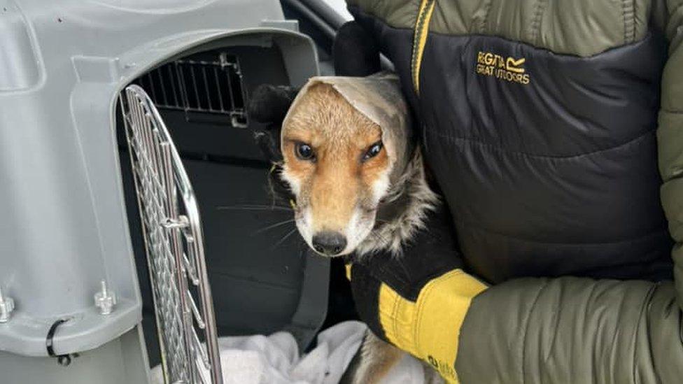 Fox rescue