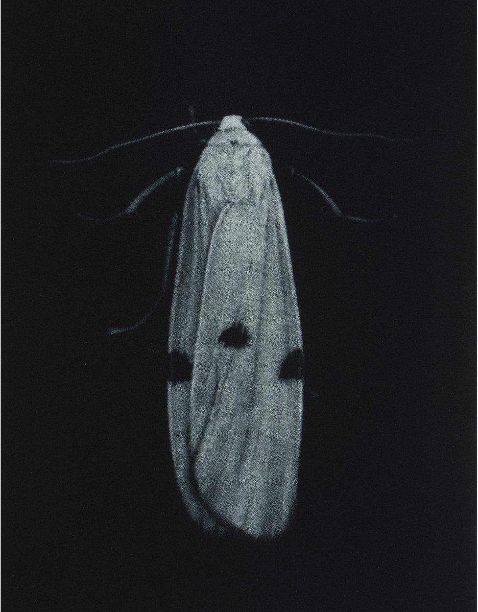 Four-spotted footman