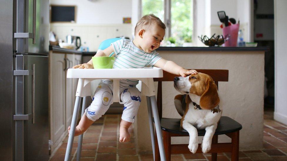 Toddler petting a dog