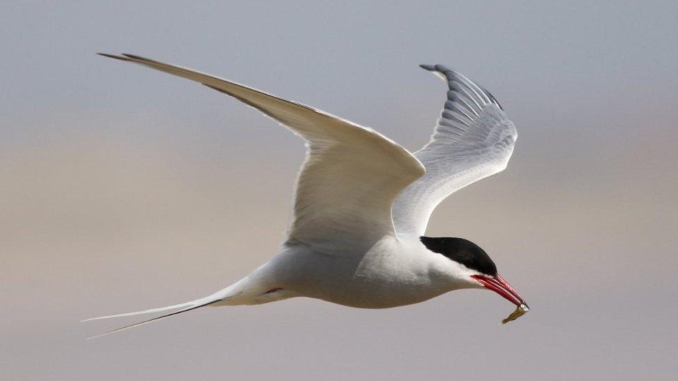 Arctic tern in flight with fish in beak