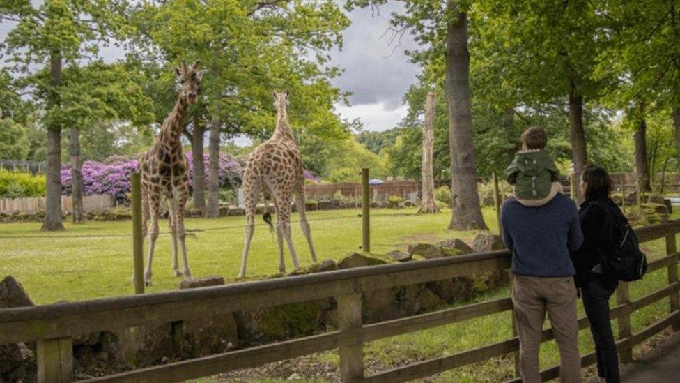 Knowsley Safari Park giraffes