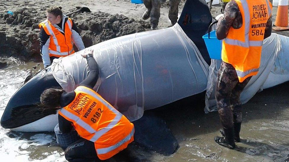 Stranded New Zealand whale