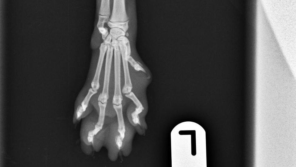 An X-ray of Casper's paw