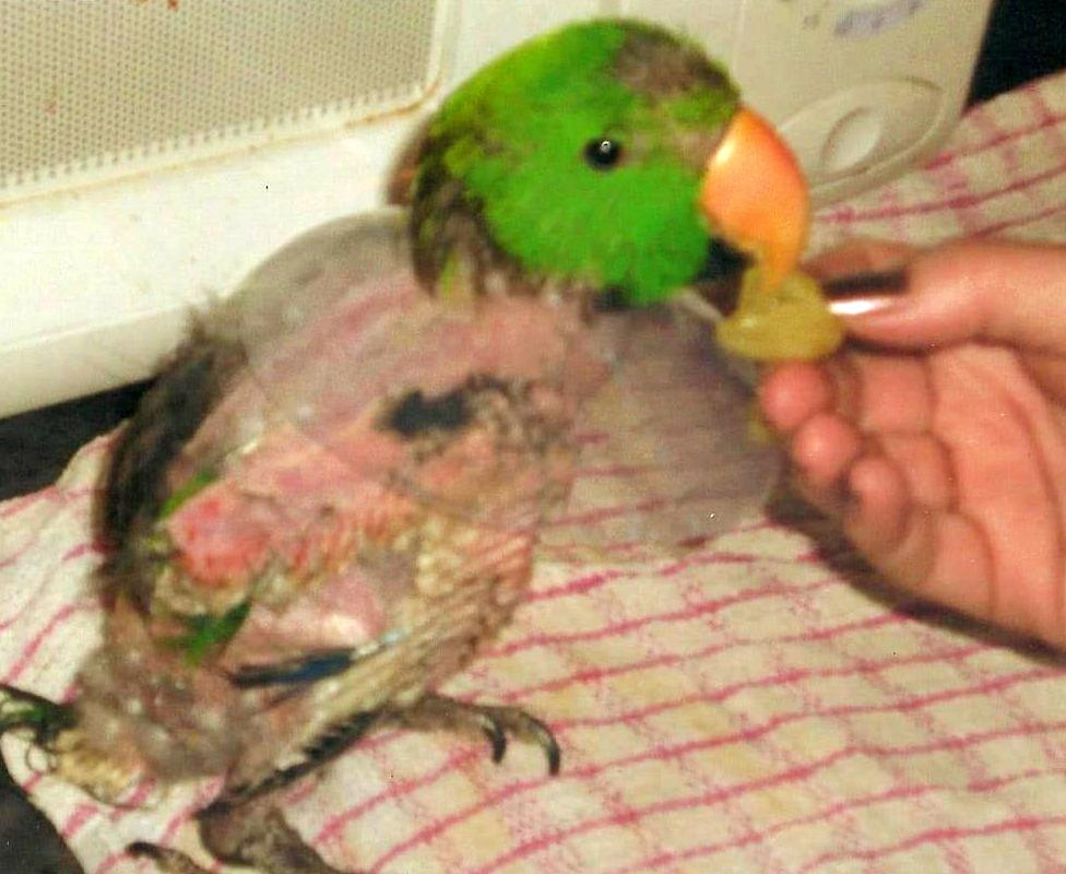 Charlie, a green eclectus parrot, plucked out most of its feathers