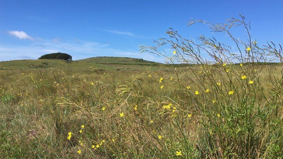 Longis Common, Alderney