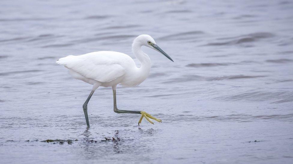 Little Egret at RSPB Arne, Poole Harbour