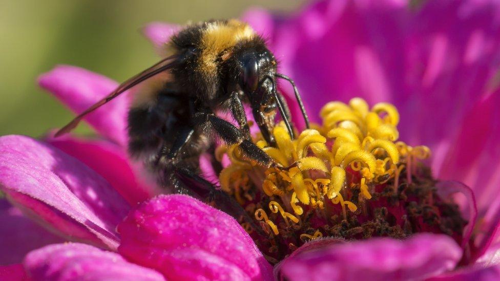 The Greta Yellow bumblebee collecting nectar from a flower