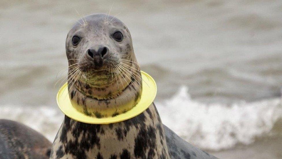 Seal stuck in a ring frisbee