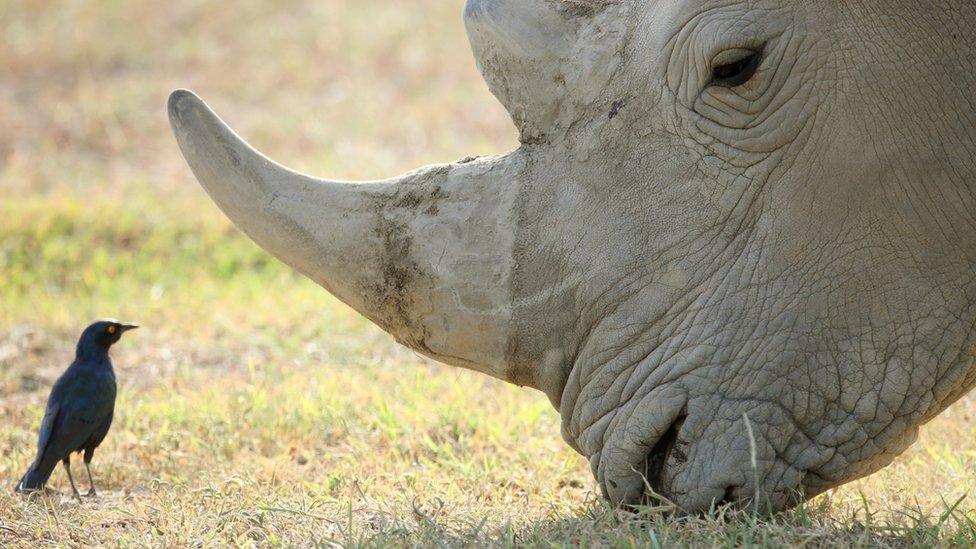 A bird and a rhino.