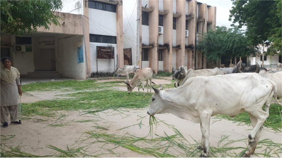 Cows seen grazing outside a government building in Gujarat