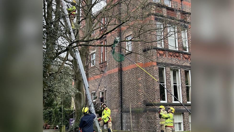 Bird tangled in tree with firefighters helping it