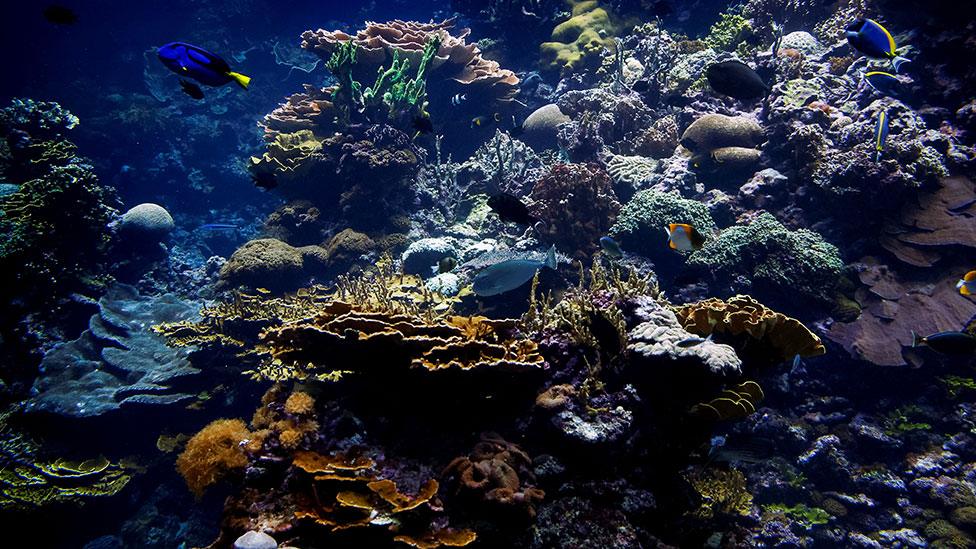 Colourful coral reef in an aquarium