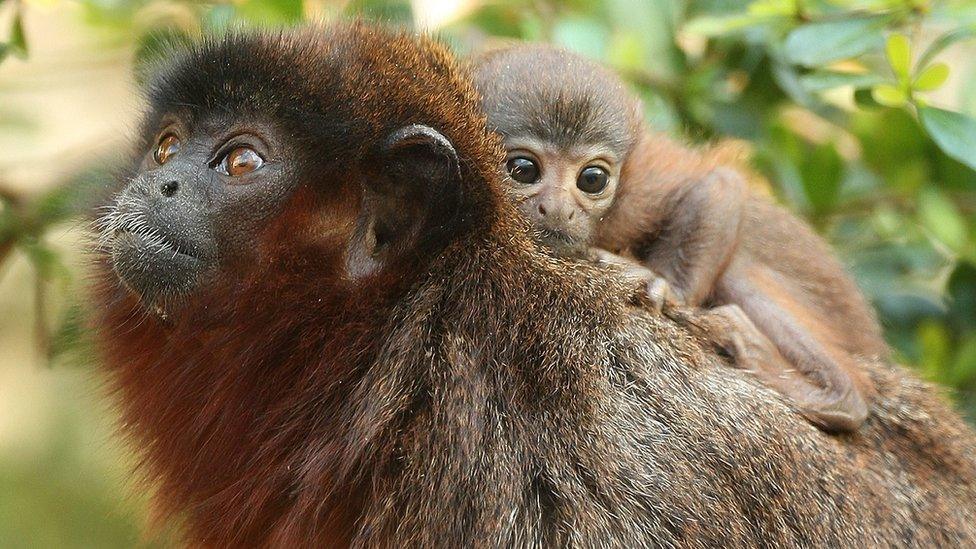 Xenothrix’s close relative, the titi monkey