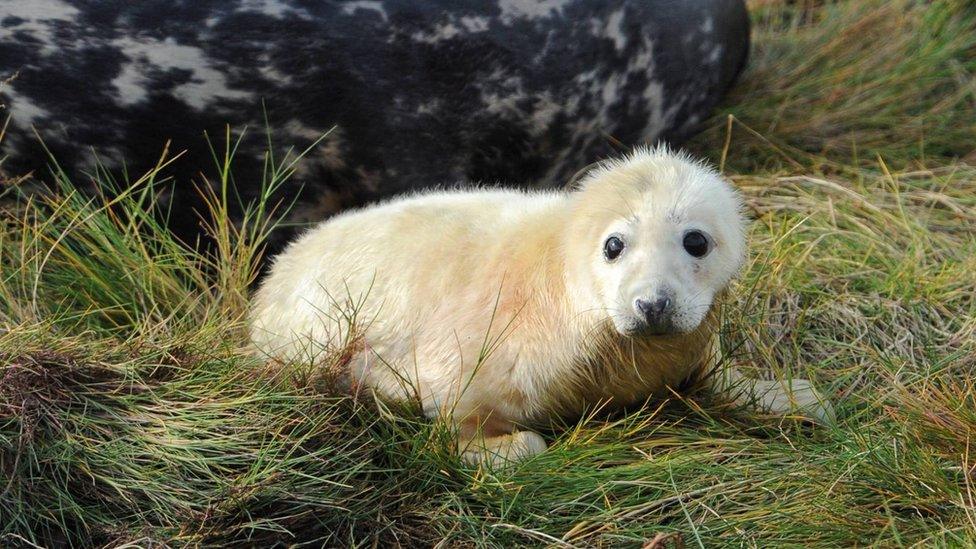 Seal pup