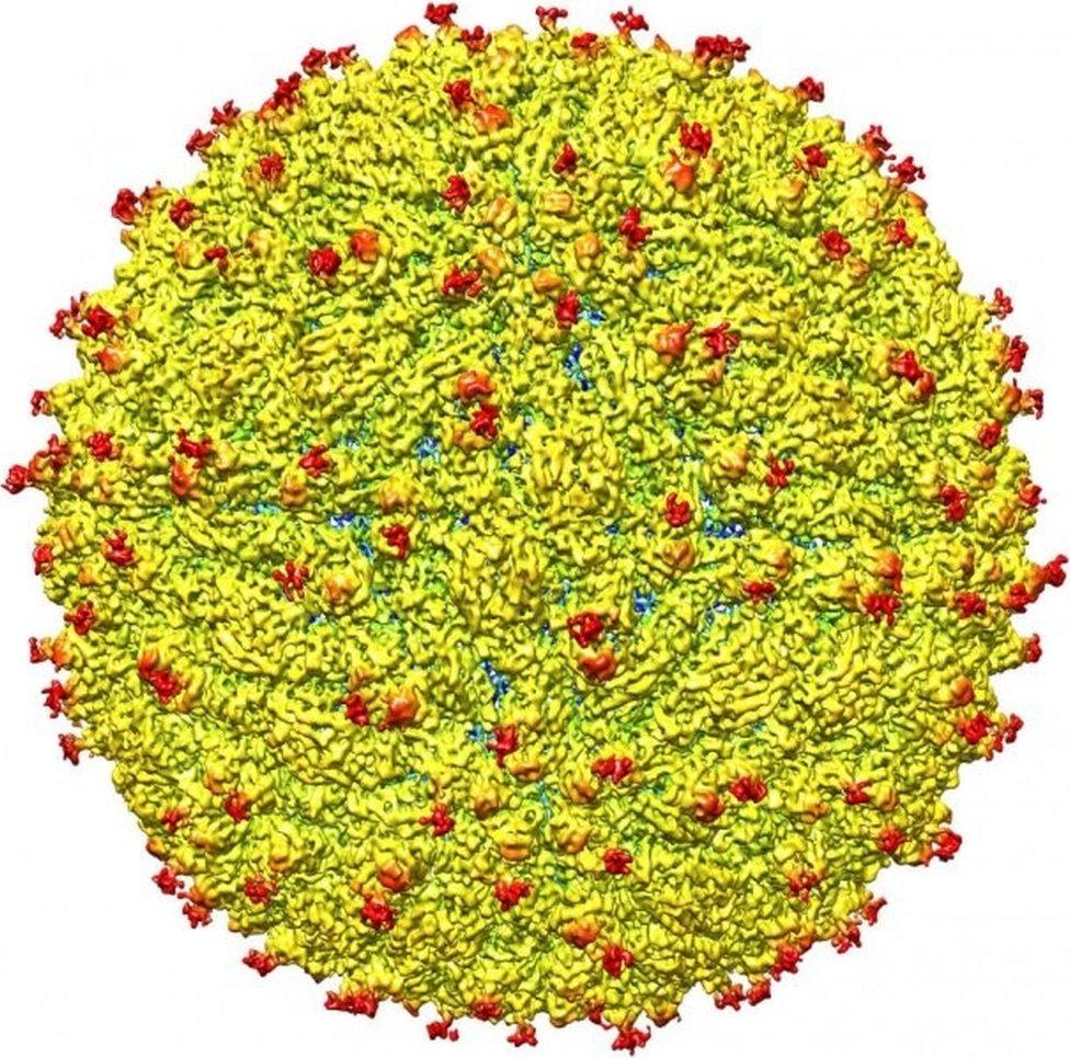 Zika virus