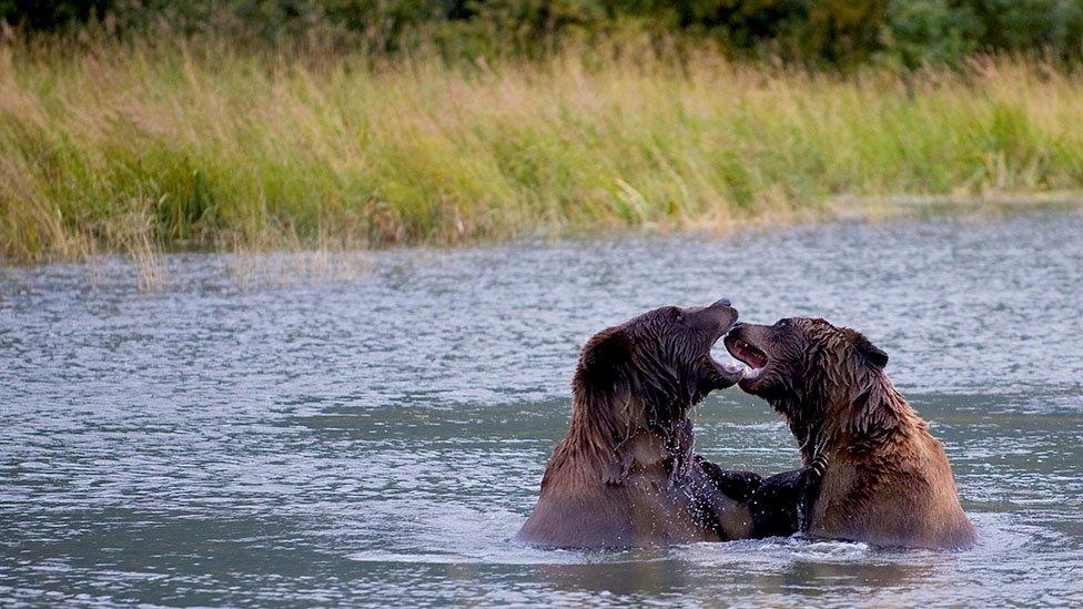 Bears in Alaska