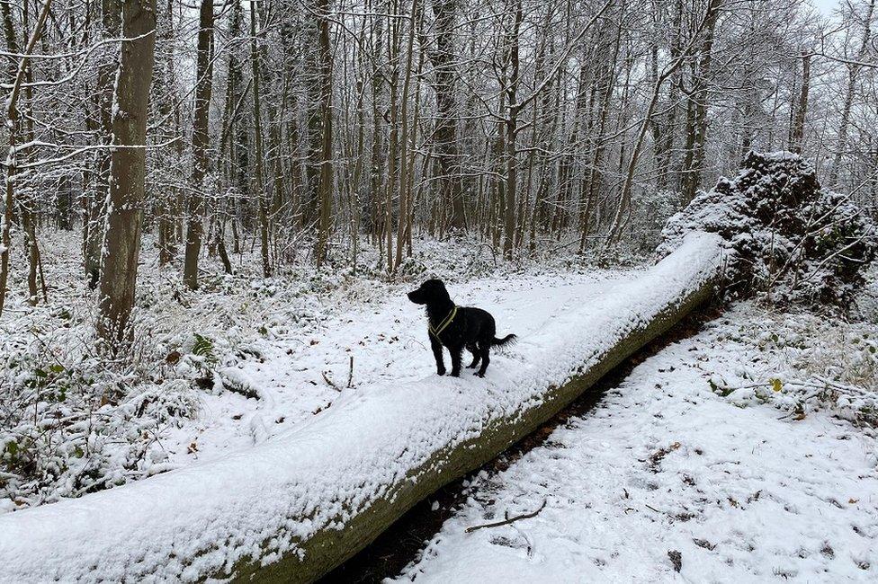 Snowy dog walk