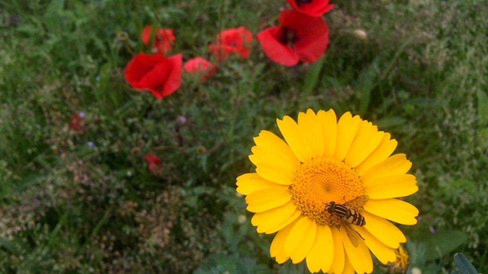 The rich variety of plant life has attracted a huge population of bees and butterflies.