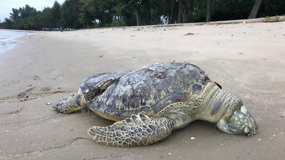 Dead turtle on Changi beach, Singapore