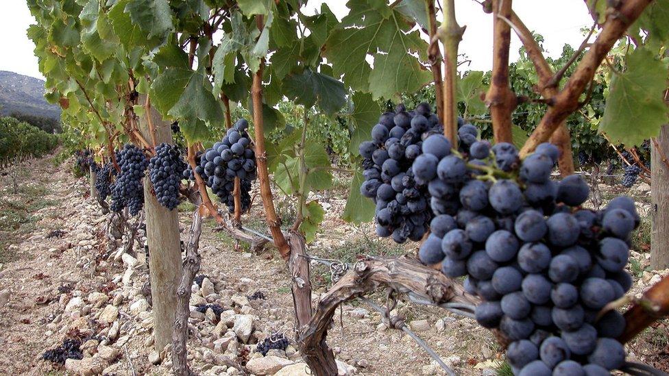 Grapes growing in Roussillon vineyard, 2005 file pic