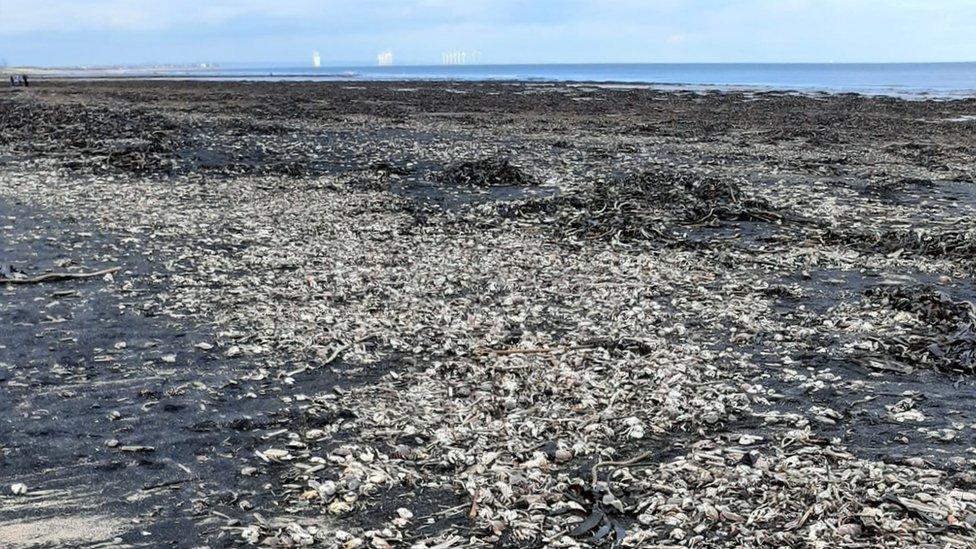 Dead and dying crabs between Saltburn and Marske