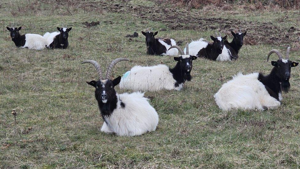 Afield of black and white goats