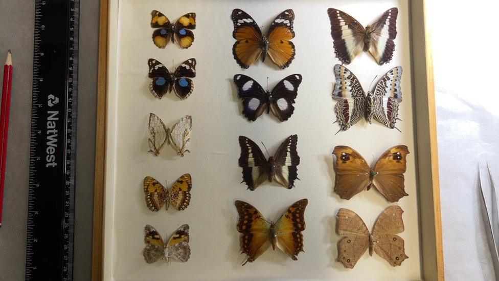 A photo of the specimens