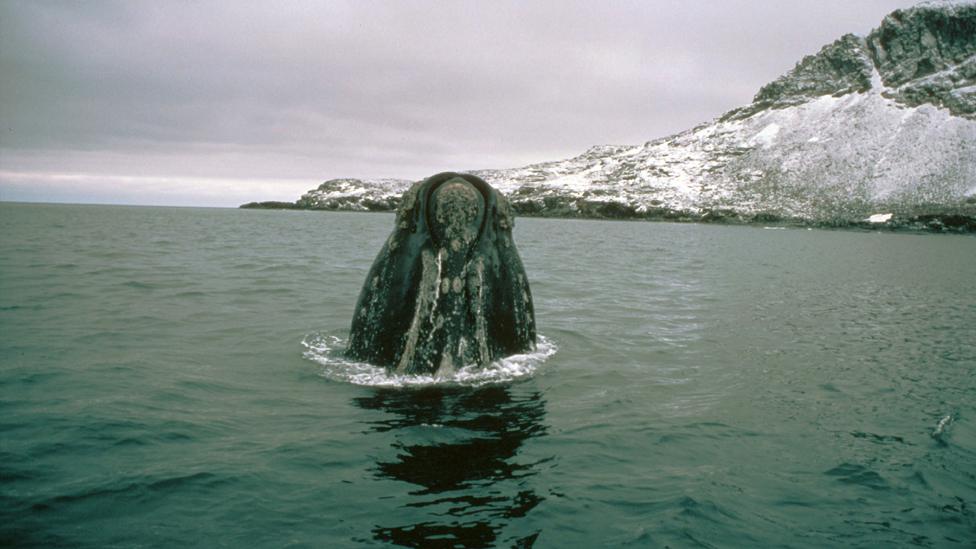 Southern right whale