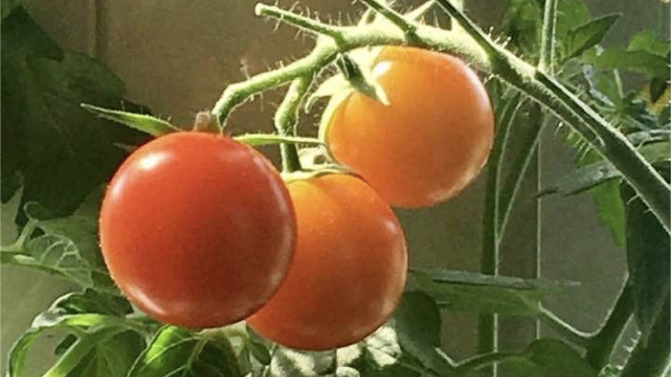 Tomato fruit on vine