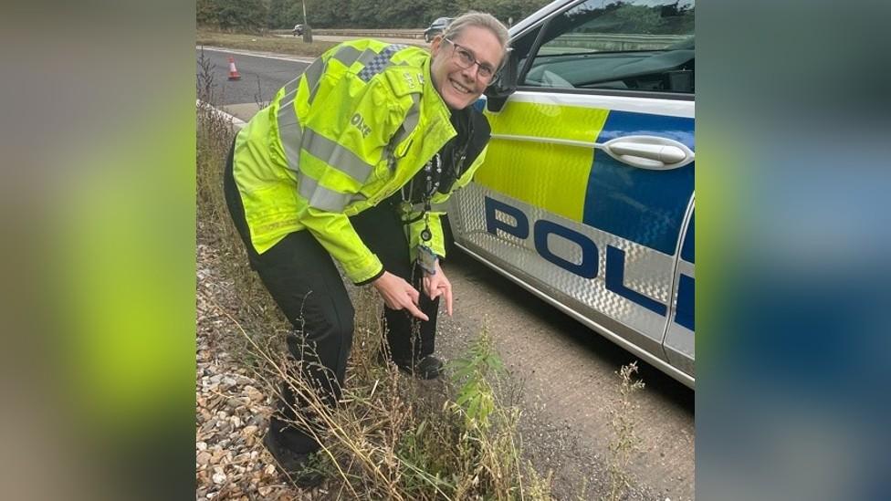 Cannabis on A14