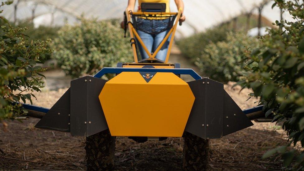 A worker pushing BloomX's Robee plant pollinator