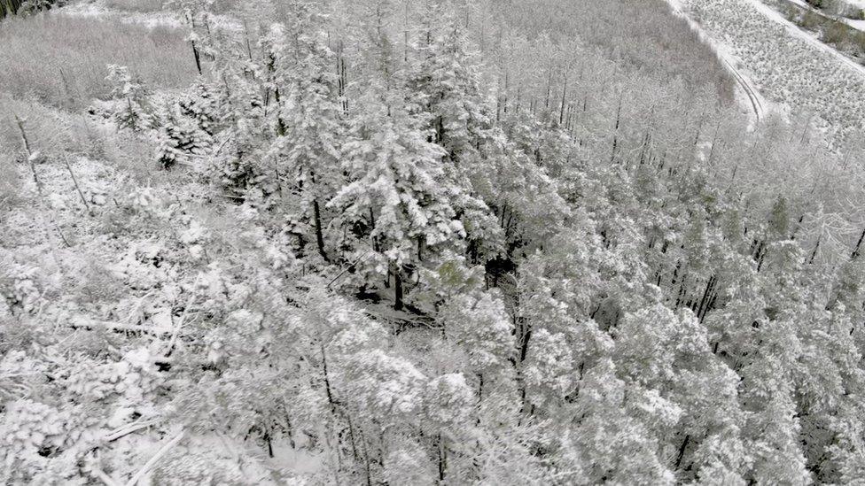 Trees covered in snow