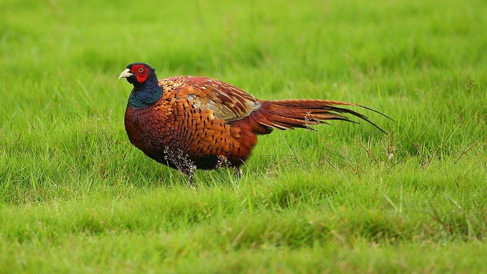 A pheasant