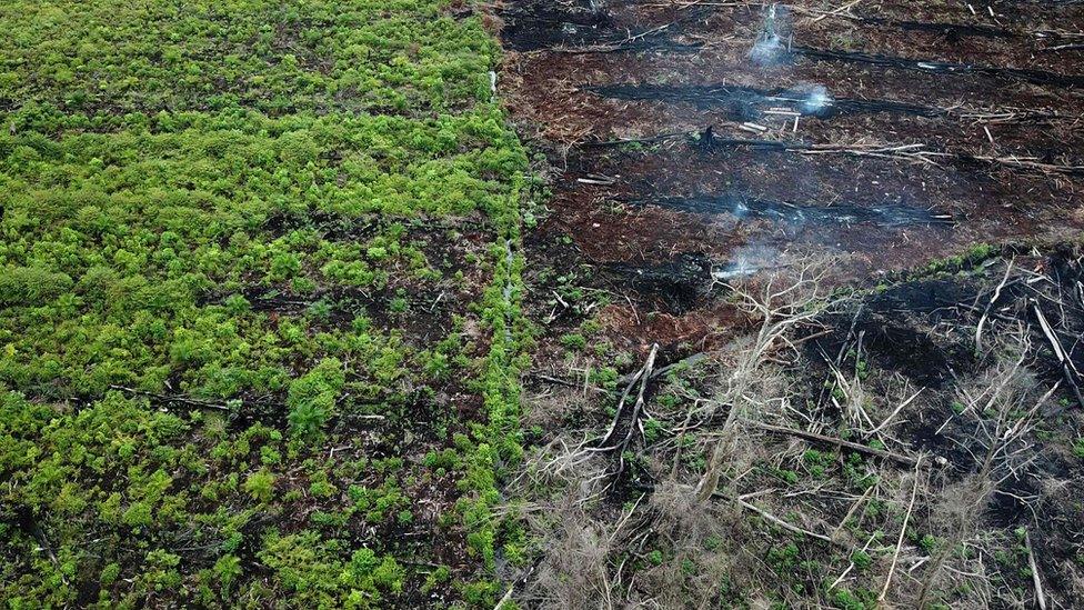 Deforestation from palm oil production