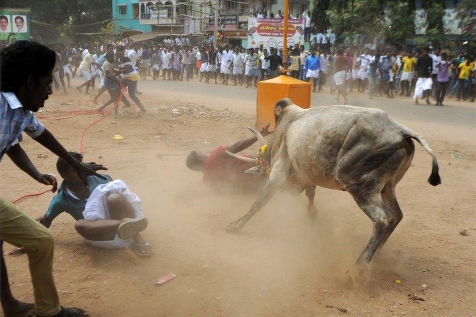 A bull charges through a crow of Indian participants and bystanders during Jallikattu, an annual bull fighting ritual, on the outskirts of Madurai on January 15, 2017