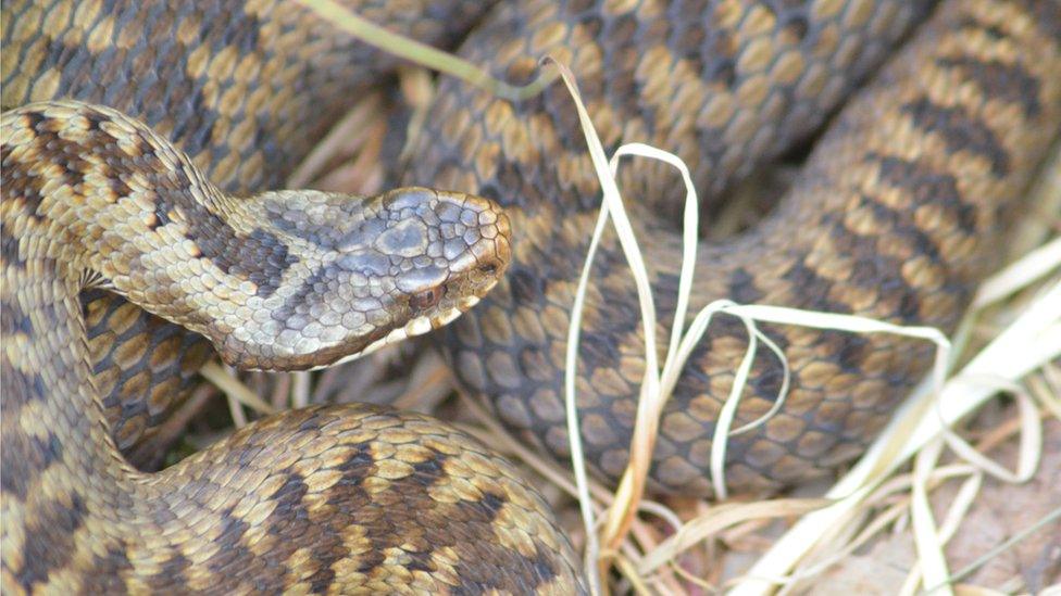 Female adder