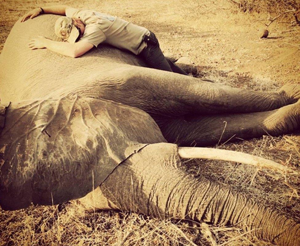 Prince Harry with a sedated elephant