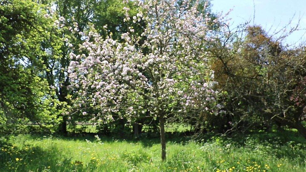 Barrington Court orchard