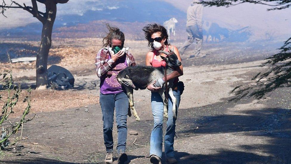 Robyn Phipps (L) and Laura Horvitz help rescue a goat from a ranch near the Ronald Reagan Presidential Library in Simi Valley during the Easy Fire in Simi Valley, California on October 30, 2019