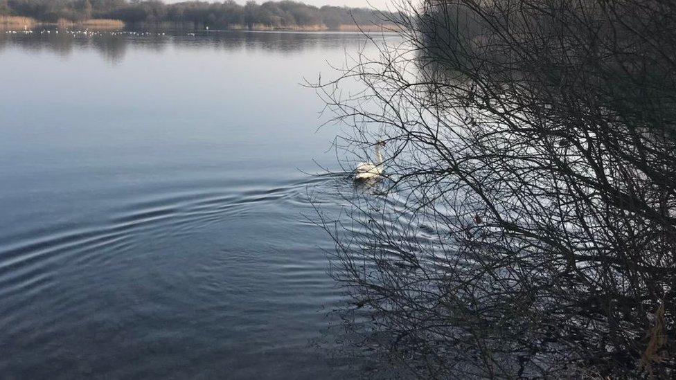 Swan on a lake