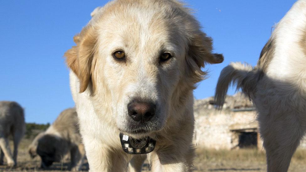 Guardian dog in southern France