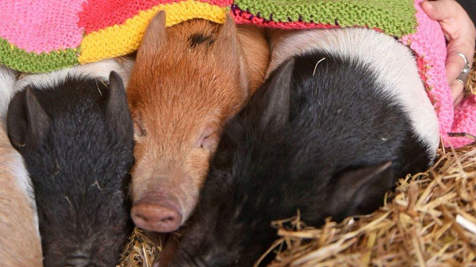 Piglets in blankets