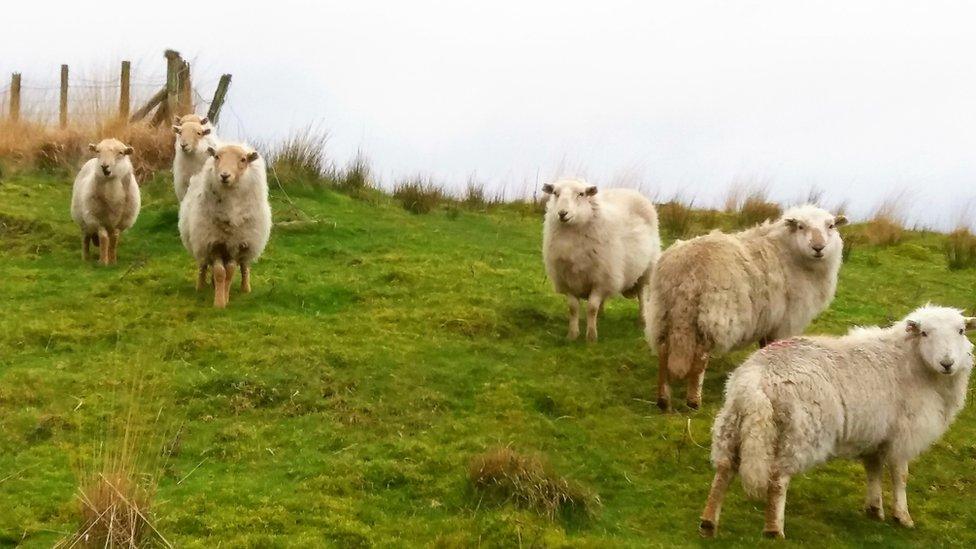 What are ewe looking at? Jelena Griffiths took this shot at Cwmparc, Rhondda Cynon Taff