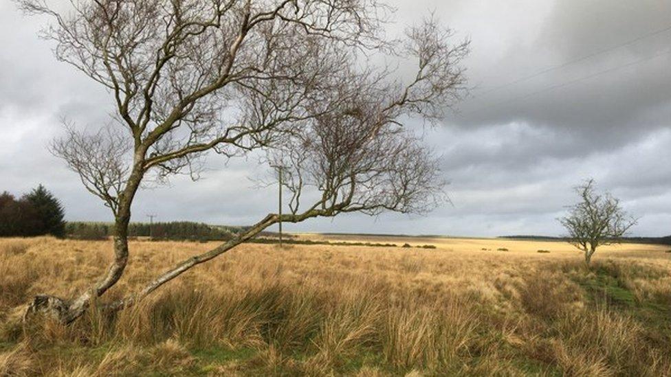 Birch on edge of the peaty rough pasture of Upper Wansbeck catchment.