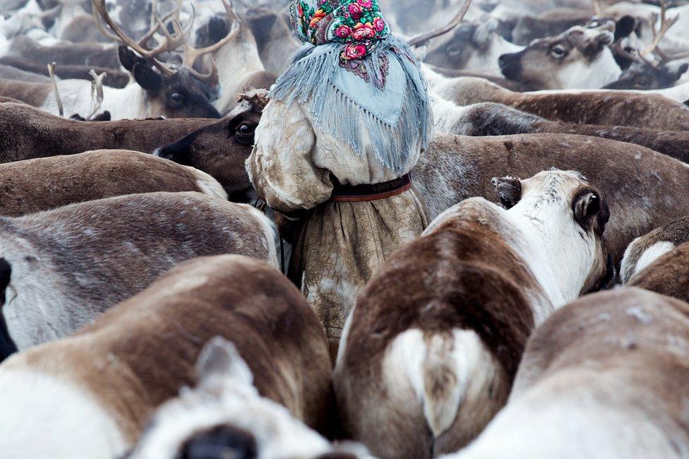 A young Nenets woman gathers the reindeer before migration. Yamal Peninsula, Siberia, Russia.